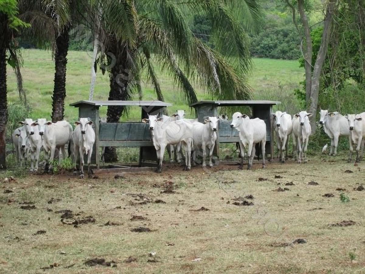 Picture of Farm For Sale in Mato Grosso Do Sul, Mato Grosso do Sul, Brazil