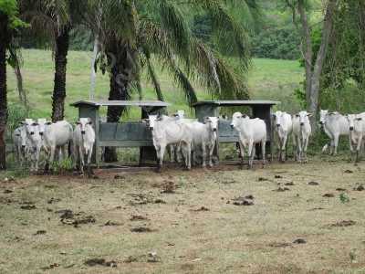 Farm For Sale in Mato Grosso Do Sul, Brazil