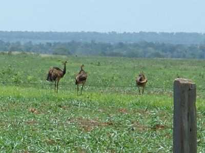 Home For Sale in Mato Grosso Do Sul, Brazil