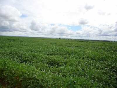 Farm For Sale in Rondonopolis, Brazil