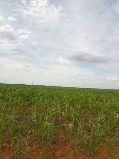Farm For Sale in Rondonopolis, Brazil
