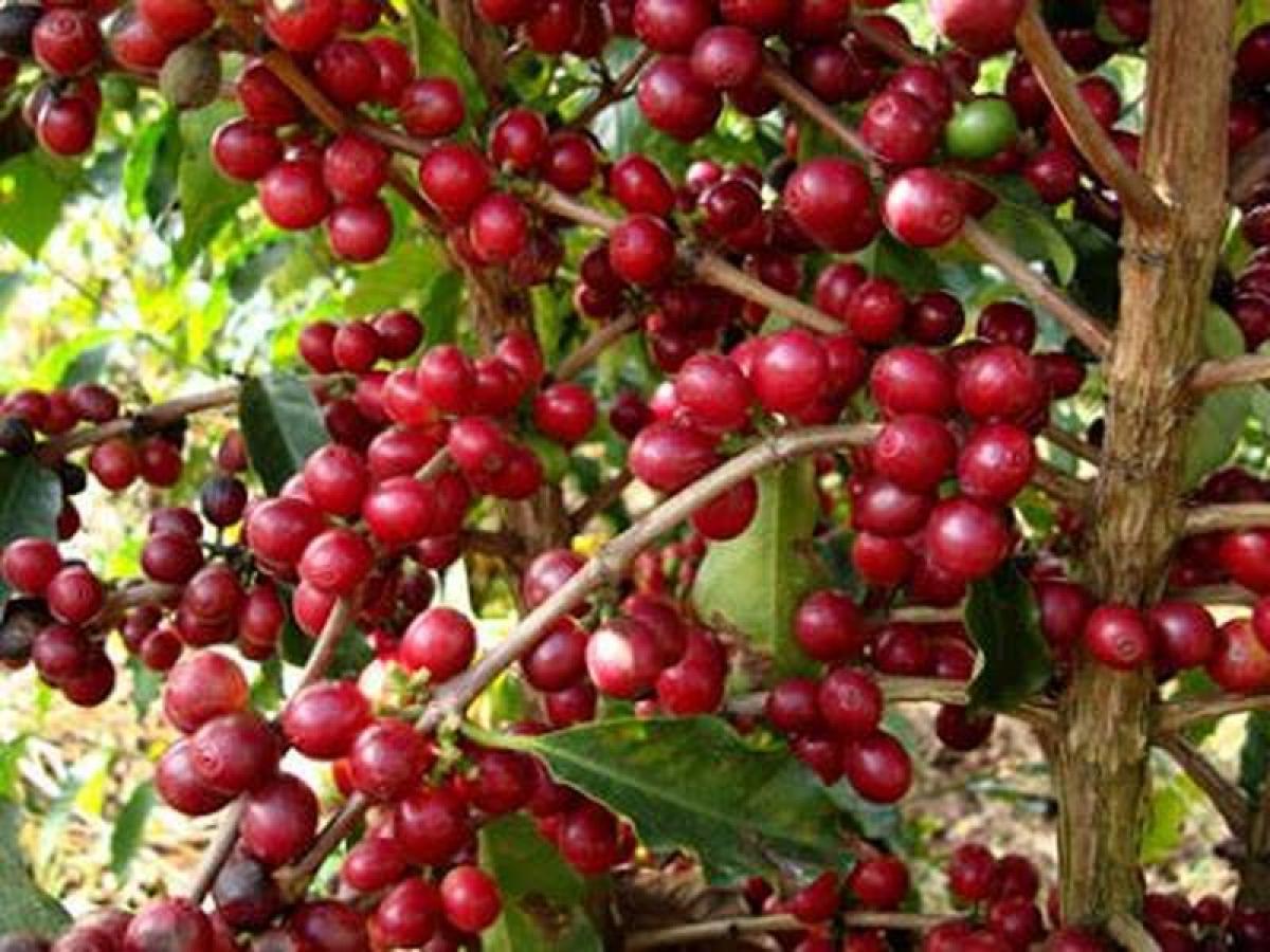 Picture of Farm For Sale in Marica, Rio De Janeiro, Brazil