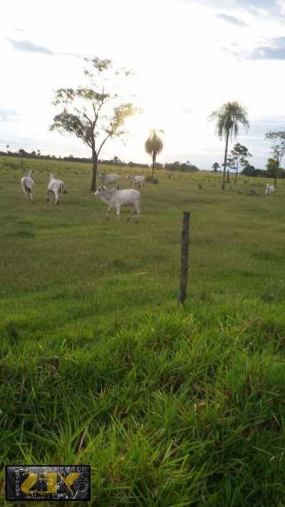 Farm For Sale in Mato Grosso Do Sul, Brazil
