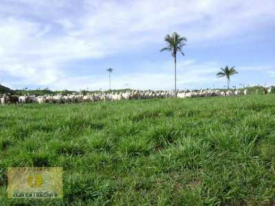 Farm For Sale in Mato Grosso, Brazil