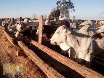 Farm For Sale in Mato Grosso, Brazil