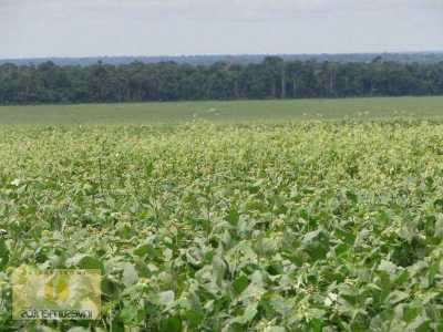 Farm For Sale in Mato Grosso, Brazil
