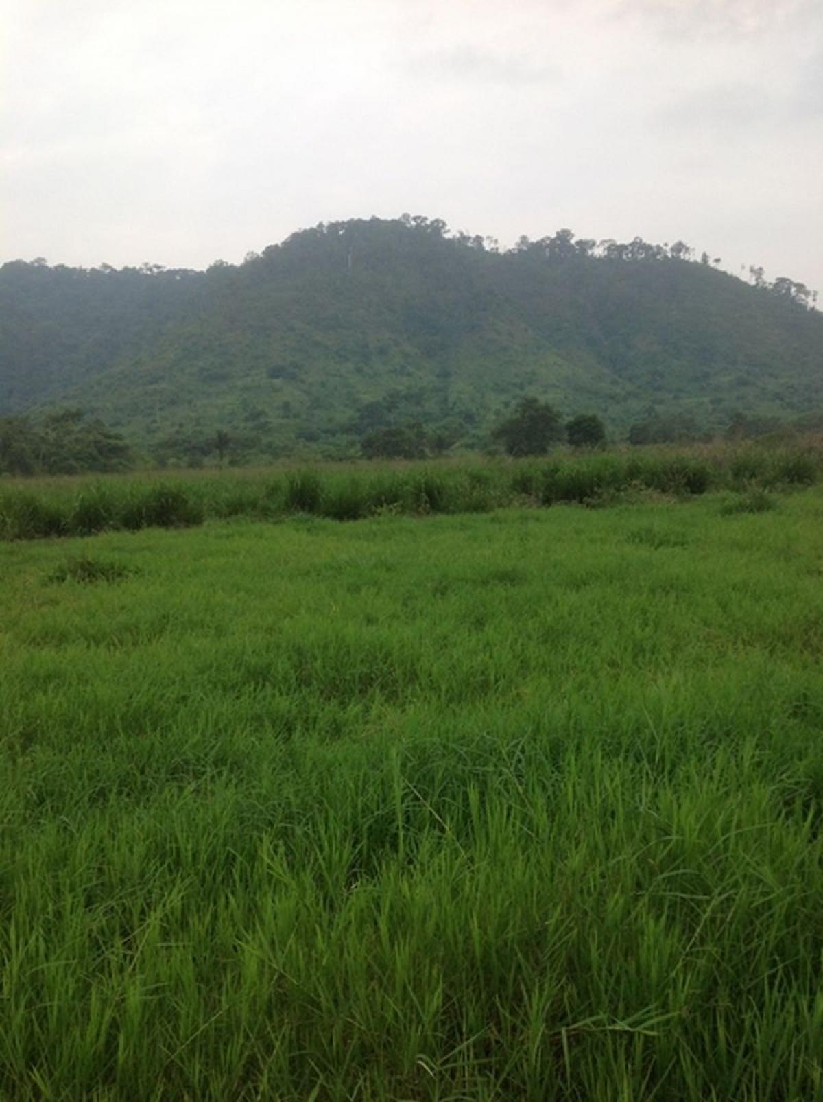 Picture of Farm For Sale in Para, Para, Brazil