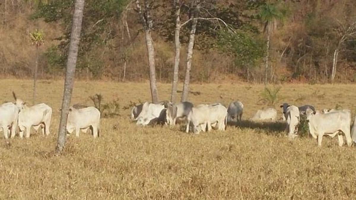 Picture of Farm For Sale in Tocantins, Tocantins, Brazil