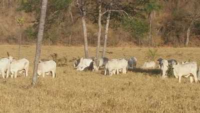 Farm For Sale in Tocantins, Brazil