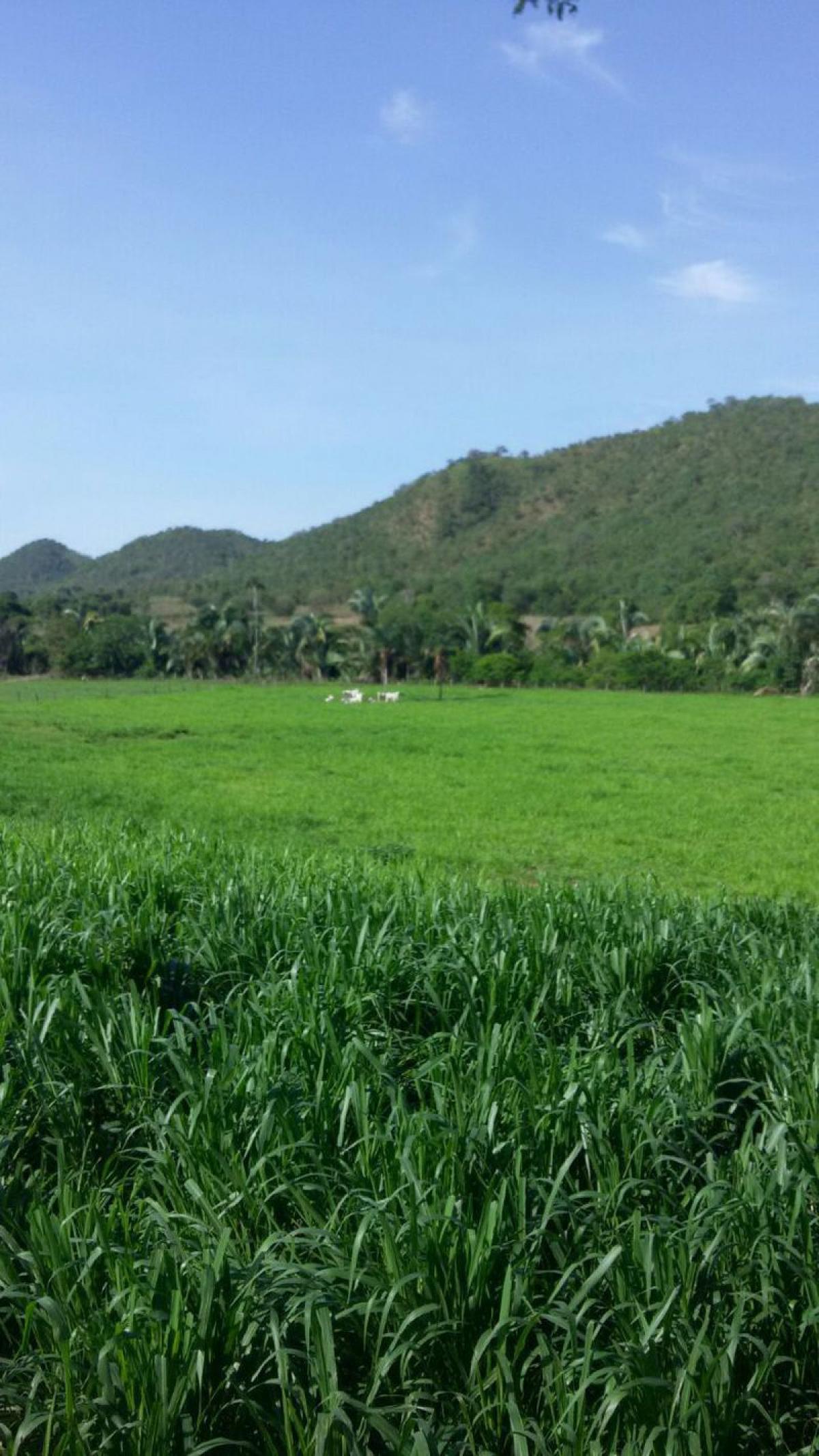 Picture of Farm For Sale in Tocantins, Tocantins, Brazil