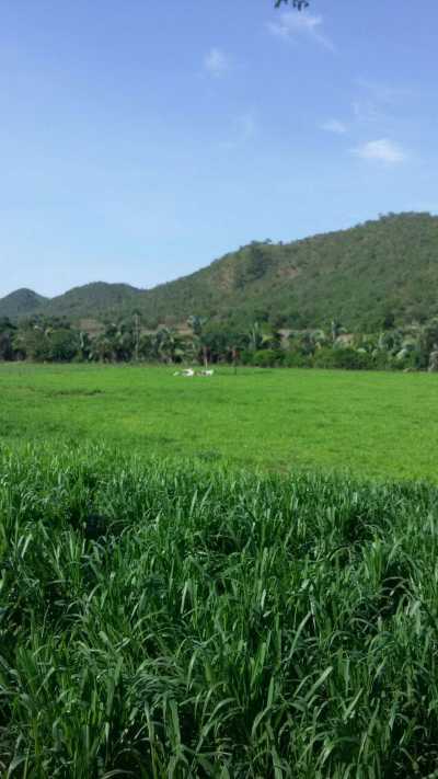 Farm For Sale in Tocantins, Brazil