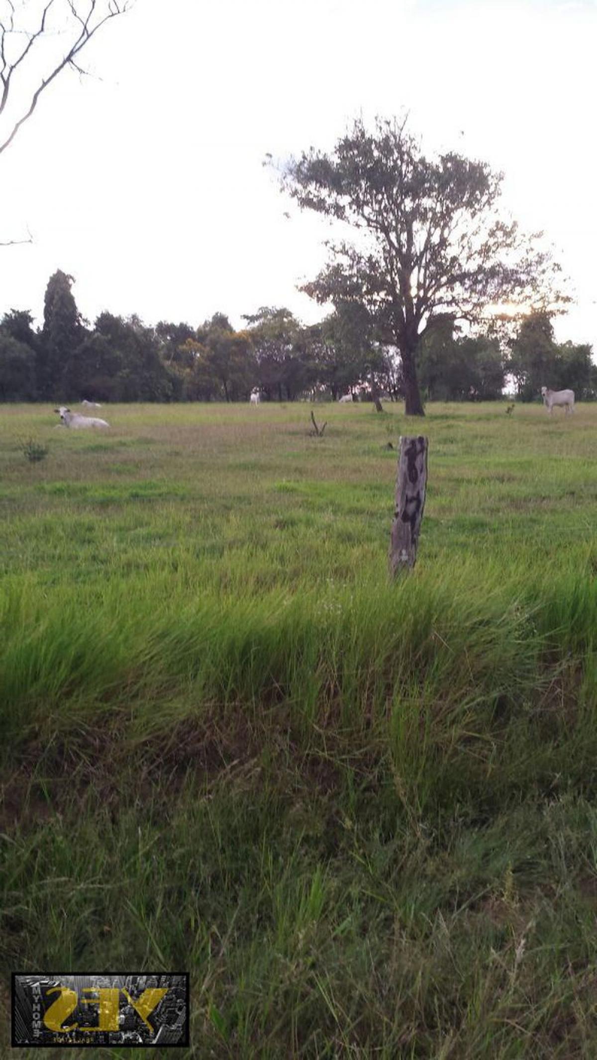 Picture of Farm For Sale in Mato Grosso Do Sul, Mato Grosso do Sul, Brazil