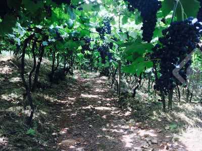 Farm For Sale in Monte Belo Do Sul, Brazil