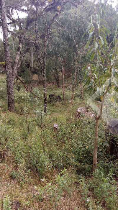 Residential Land For Sale in Canela, Brazil