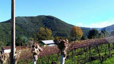 Farm For Sale in Rio Grande Do Sul, Brazil