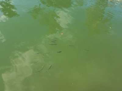 Residential Land For Sale in Key Biscayne, Florida