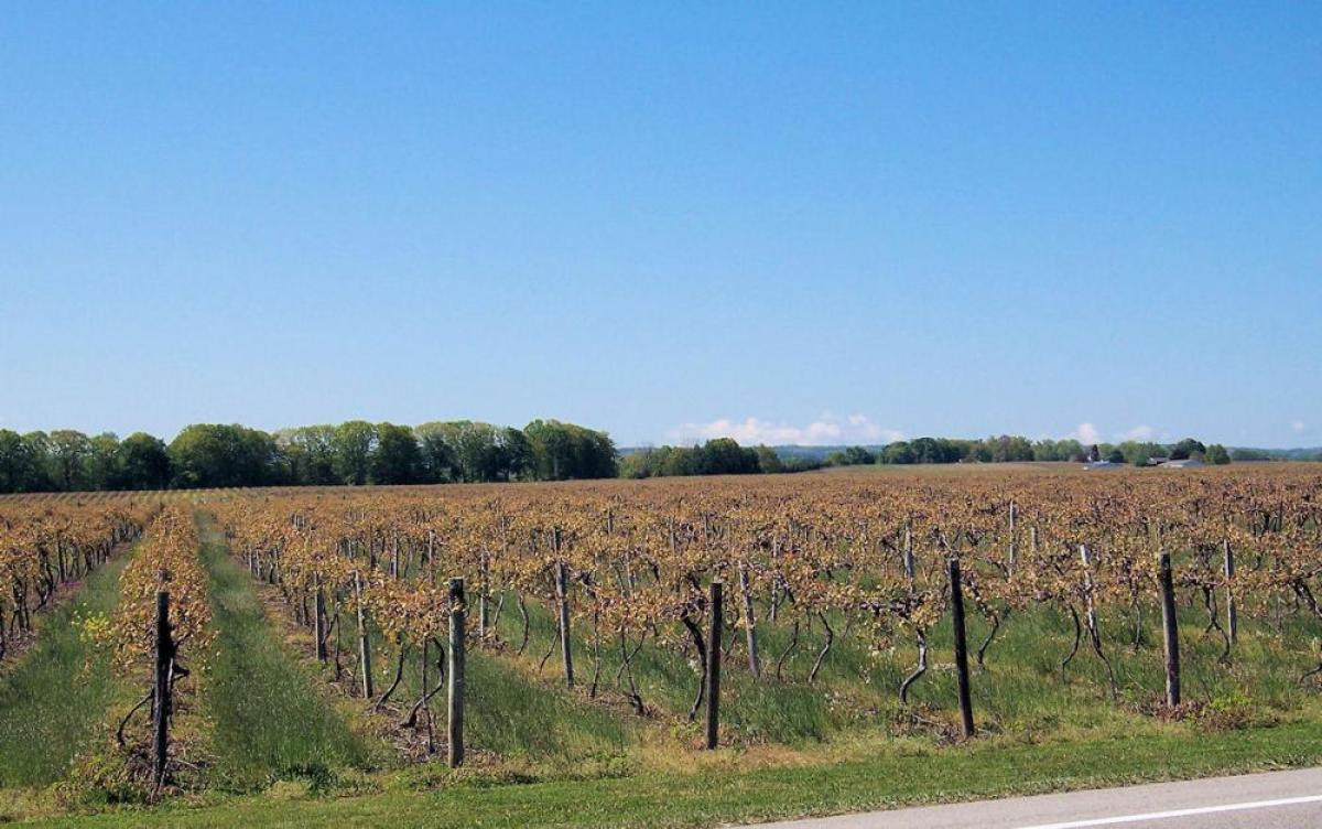 Picture of Warehouse For Sale in Mendoza, Mendoza, Argentina