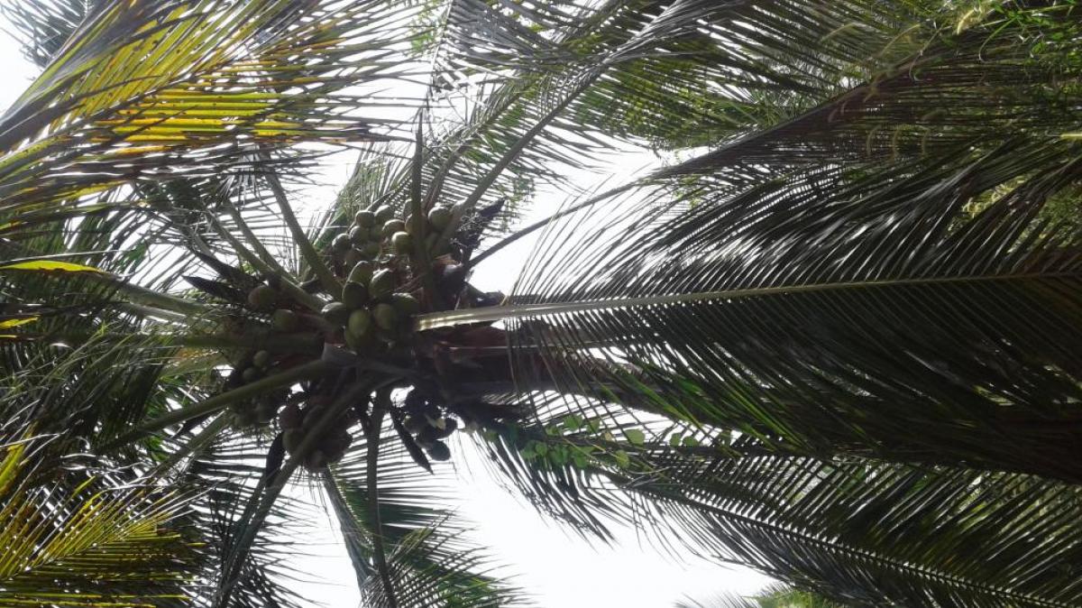 Picture of Farm For Sale in Kurunegala, Kurunegala, Sri Lanka