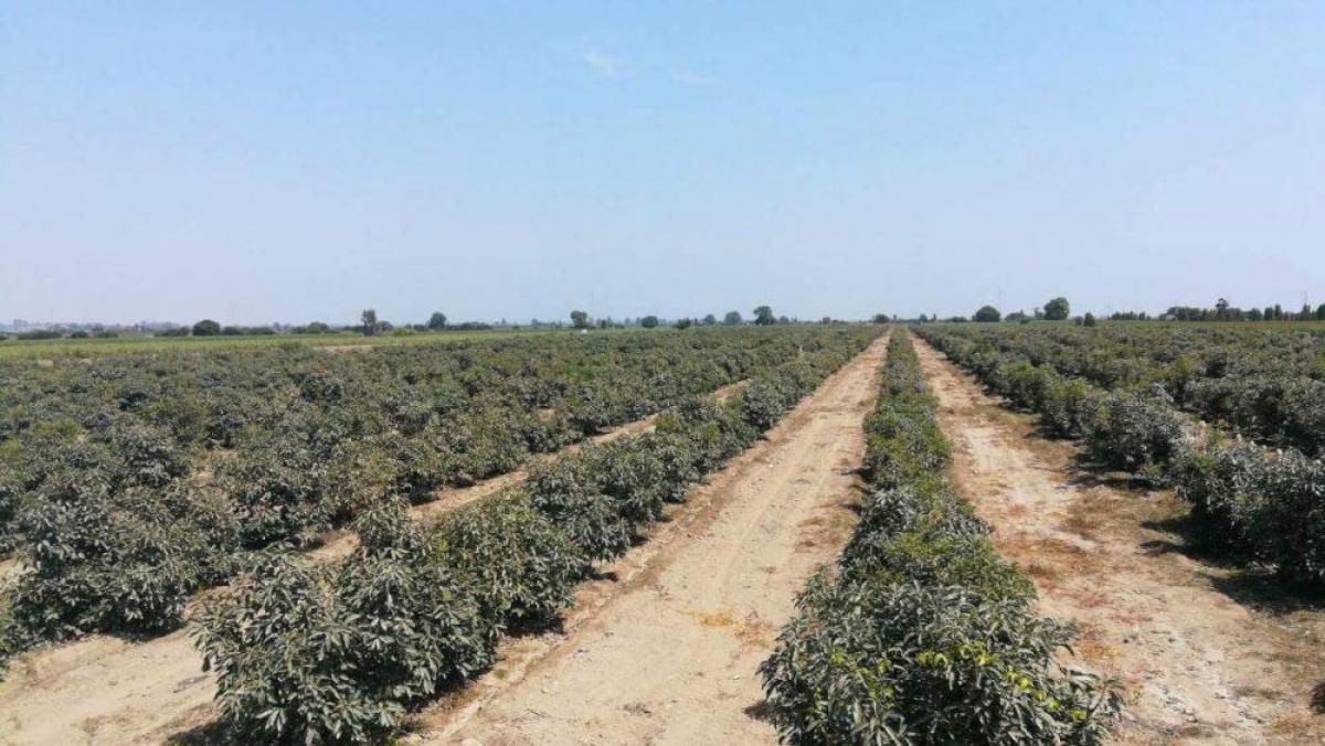 Picture of Commercial Farms For Sale in Chincha Alta, Ica, Peru