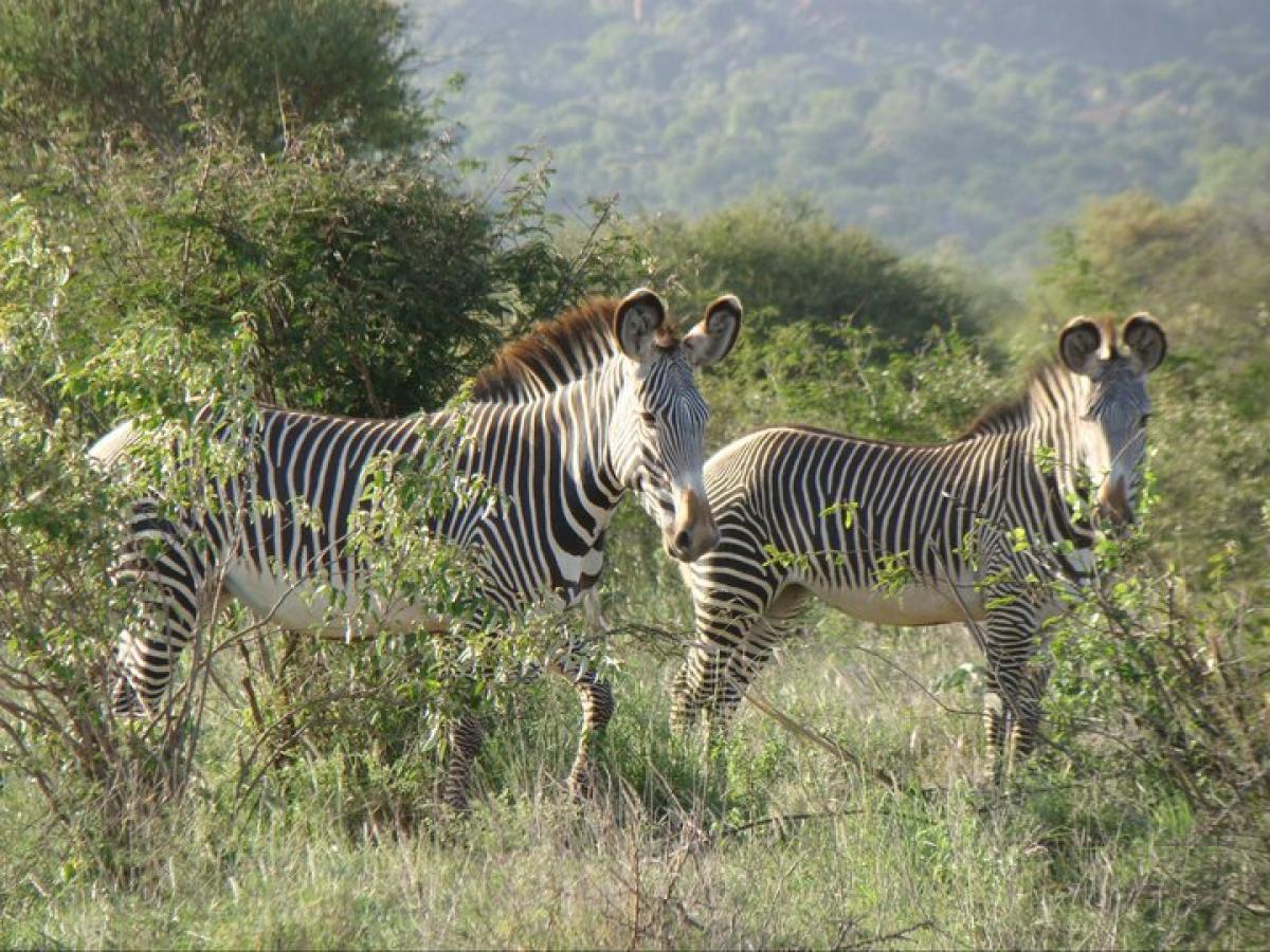 Picture of Commercial Farms For Sale in Nanyuki, Rift Valley, Kenya