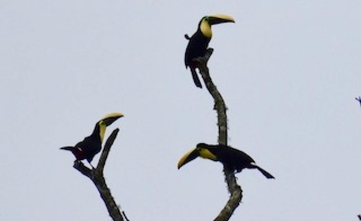 Mindo (Rio Cinto Area) 2 hrs from Quito property has 2 homes, Quito, Pichincha, Ecuador