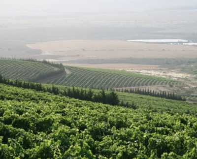 Commercial Farms For Sale in Durban, South Africa