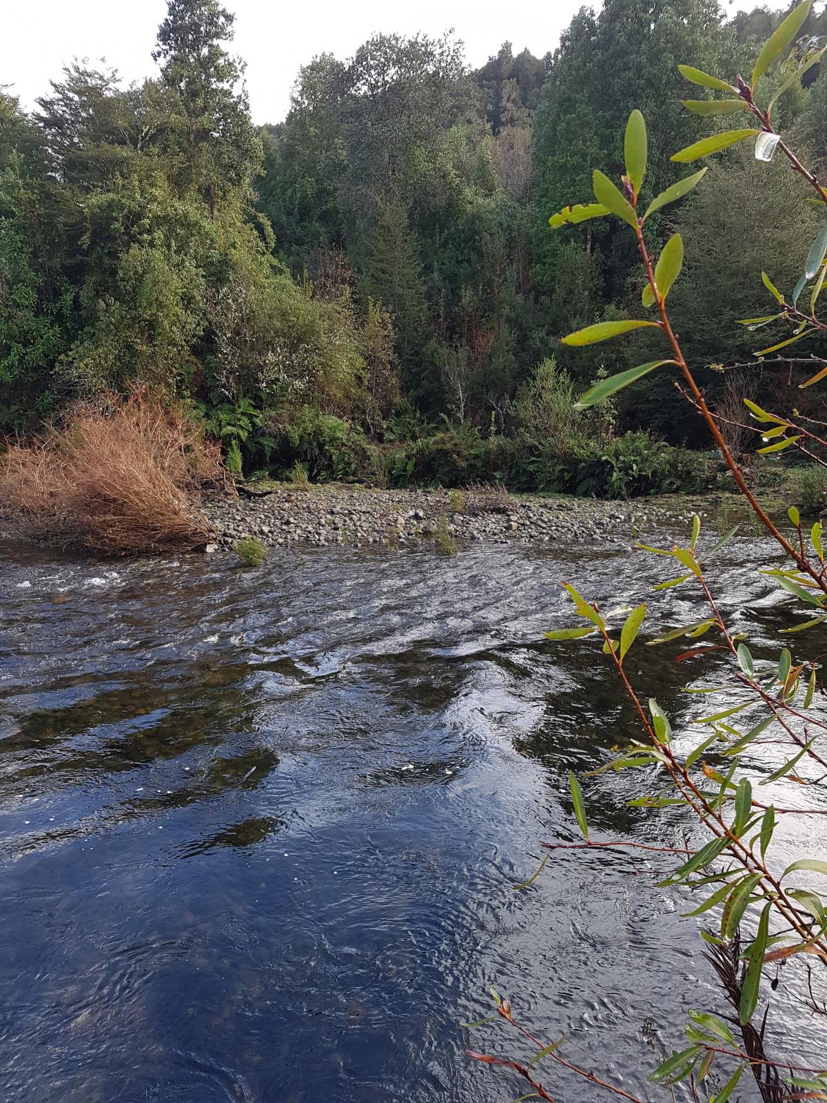 Picture of Farm For Sale in Puerto Varas, Los Lagos, Chile