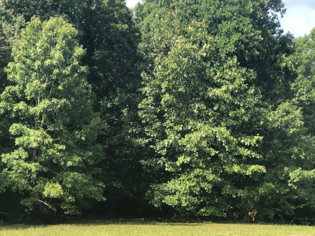 Picture of Residential Land For Sale in Primm Springs, Tennessee, United States