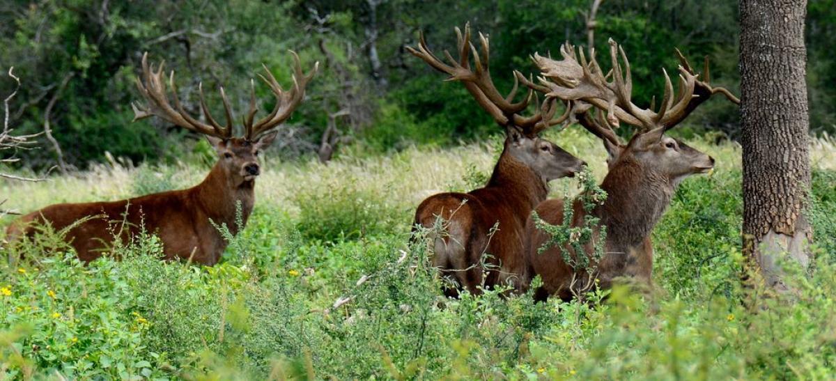 , Cordoba, Cordoba, Argentina Commercial Land For Sale at GLOBAL LISTINGS