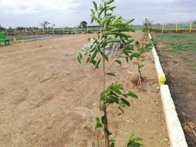 Residential Land For Sale in Vijayawada, India