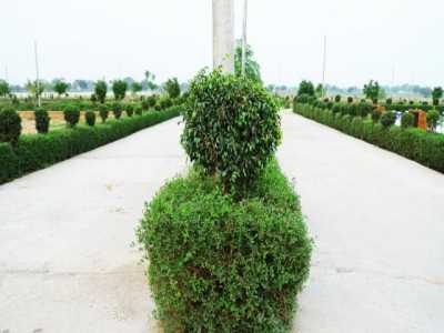 Residential Land For Sale in Aligarh, India