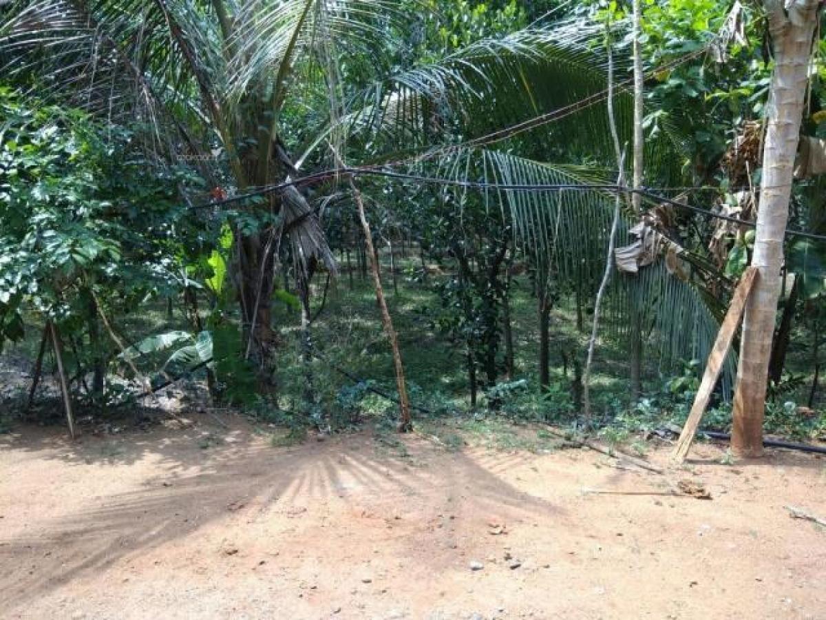 Picture of Residential Land For Sale in Thrissur, Kerala, India