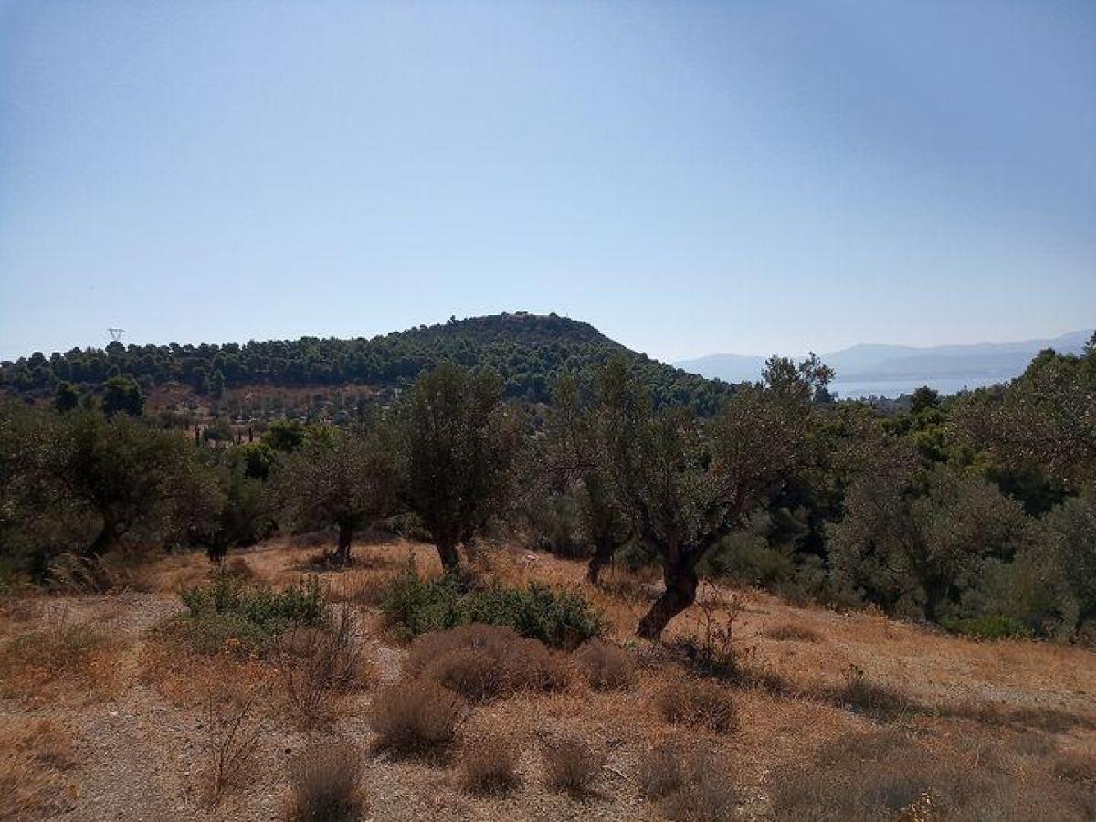 Picture of Residential Land For Sale in Eretria, Evia, Greece