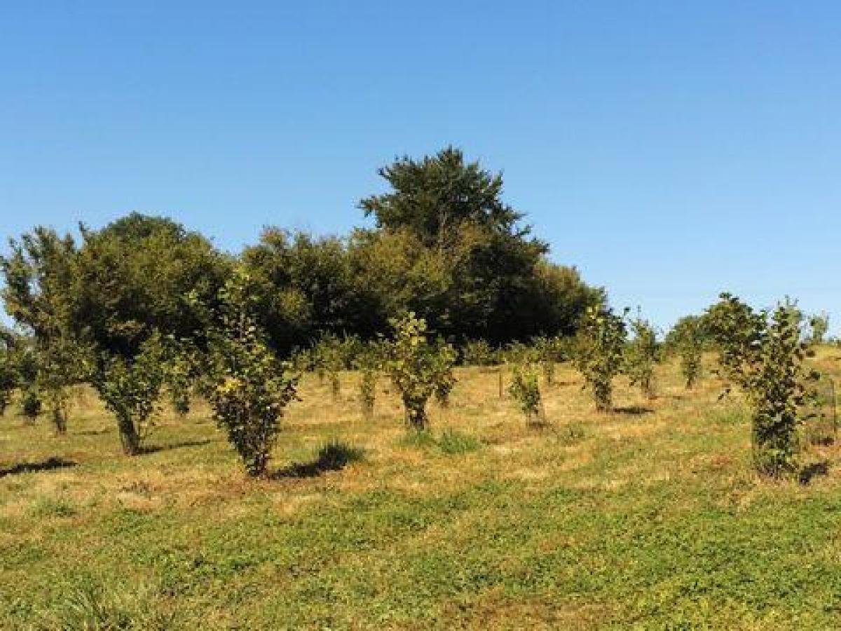 Picture of Home For Sale in Charolles, Bourgogne, France