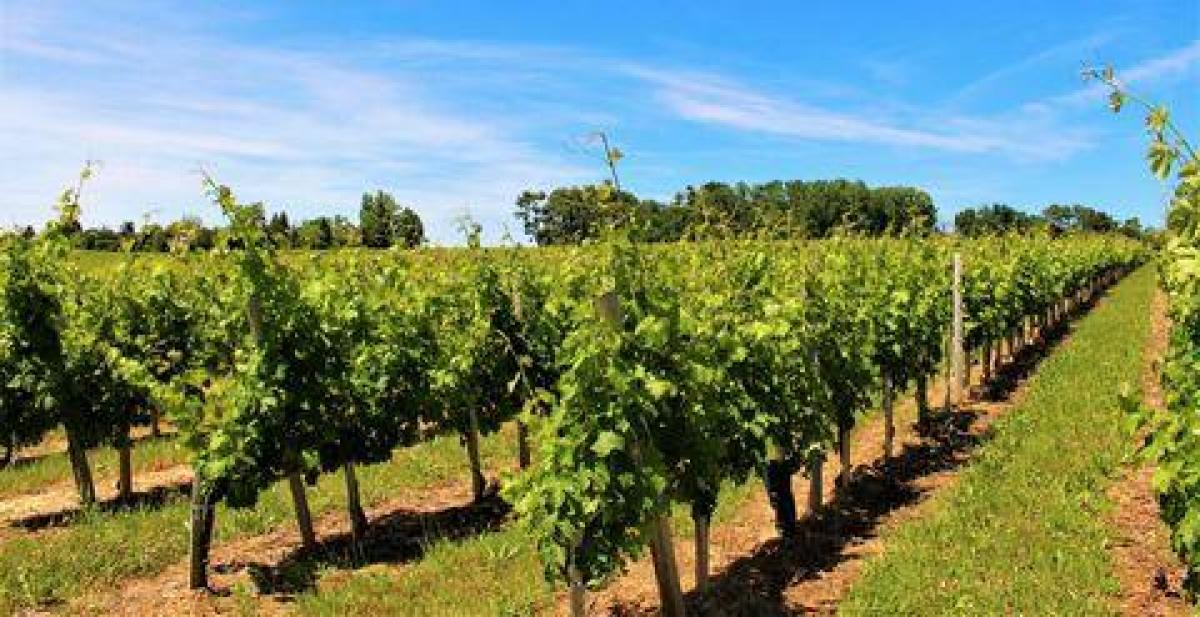 Picture of Farm For Sale in Bordeaux, Aquitaine, France