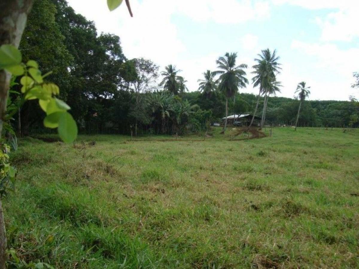 Picture of Farm For Sale in Rio San Juan, Maria Trinidad Sanchez, Dominican Republic