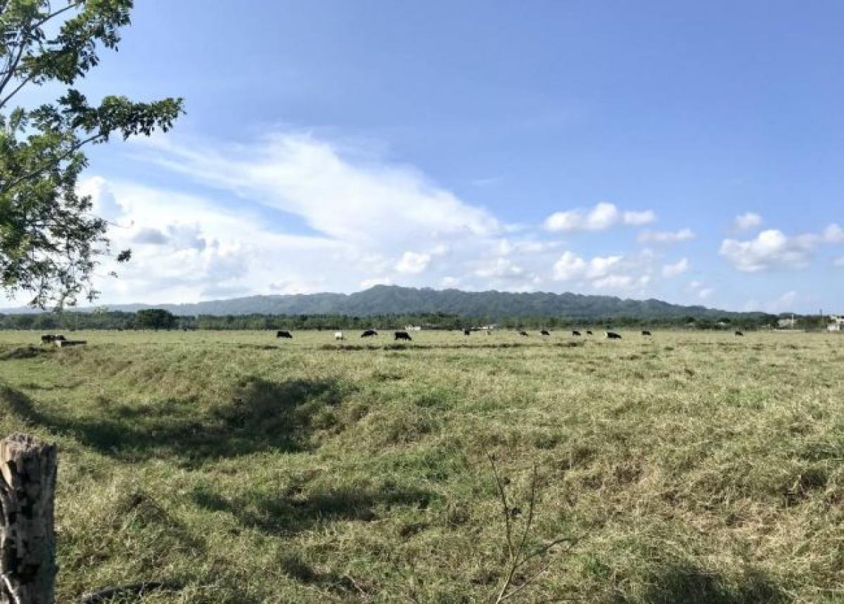 Picture of Farm For Sale in Sabaneta, Santiago Rodriguez, Dominican Republic