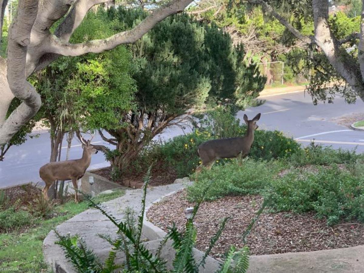 Picture of Home For Rent in Pacific Grove, California, United States