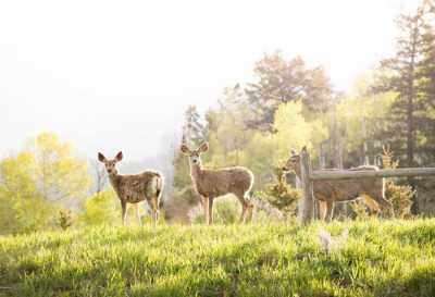 Residential Land For Sale in Edwards, Colorado