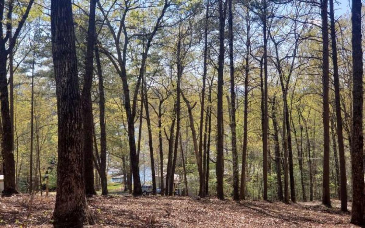 Picture of Residential Land For Sale in Morganton, Georgia, United States