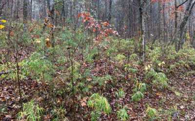 Residential Land For Sale in Hayesville, North Carolina