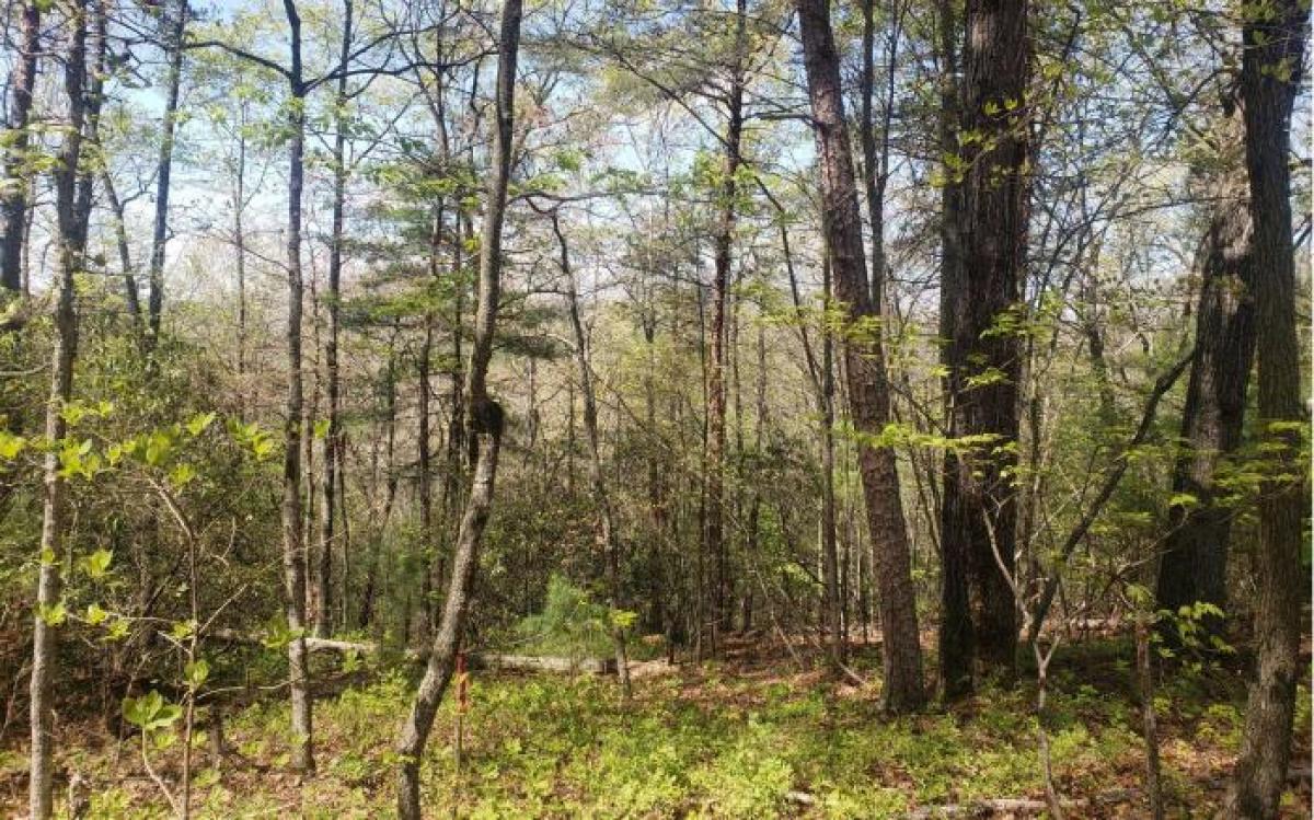 Picture of Residential Land For Sale in Mineral Bluff, Georgia, United States