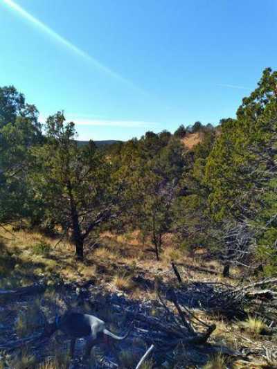 Residential Land For Sale in Timberon, New Mexico