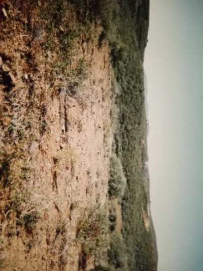 Residential Land For Sale in Mayer, Arizona