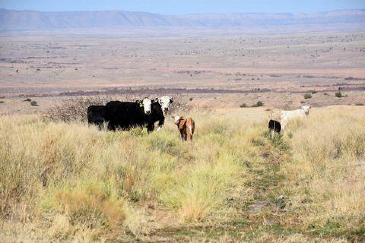 Picture of Residential Land For Sale in Belen, New Mexico, United States