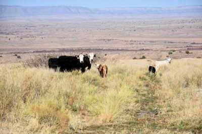 Residential Land For Sale in Belen, New Mexico