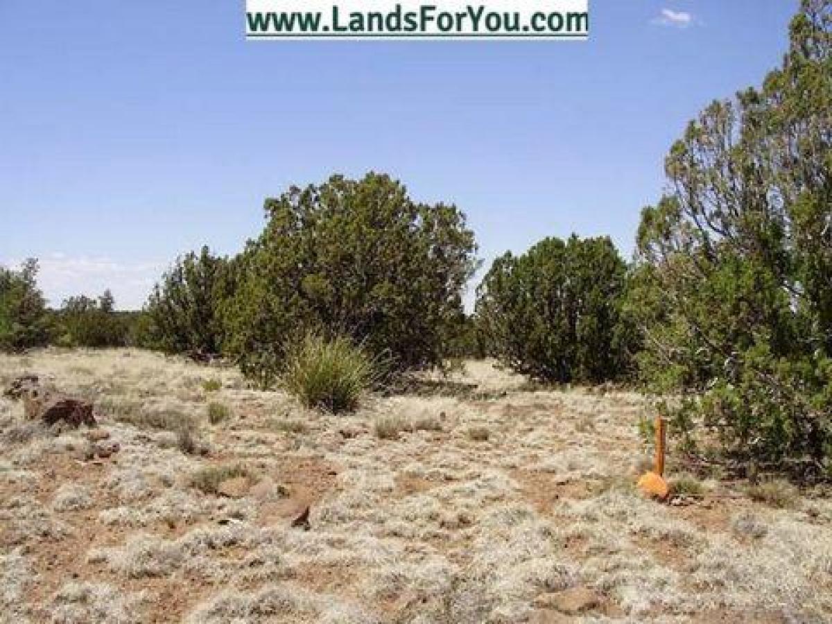 Picture of Residential Land For Sale in Concho, Arizona, United States
