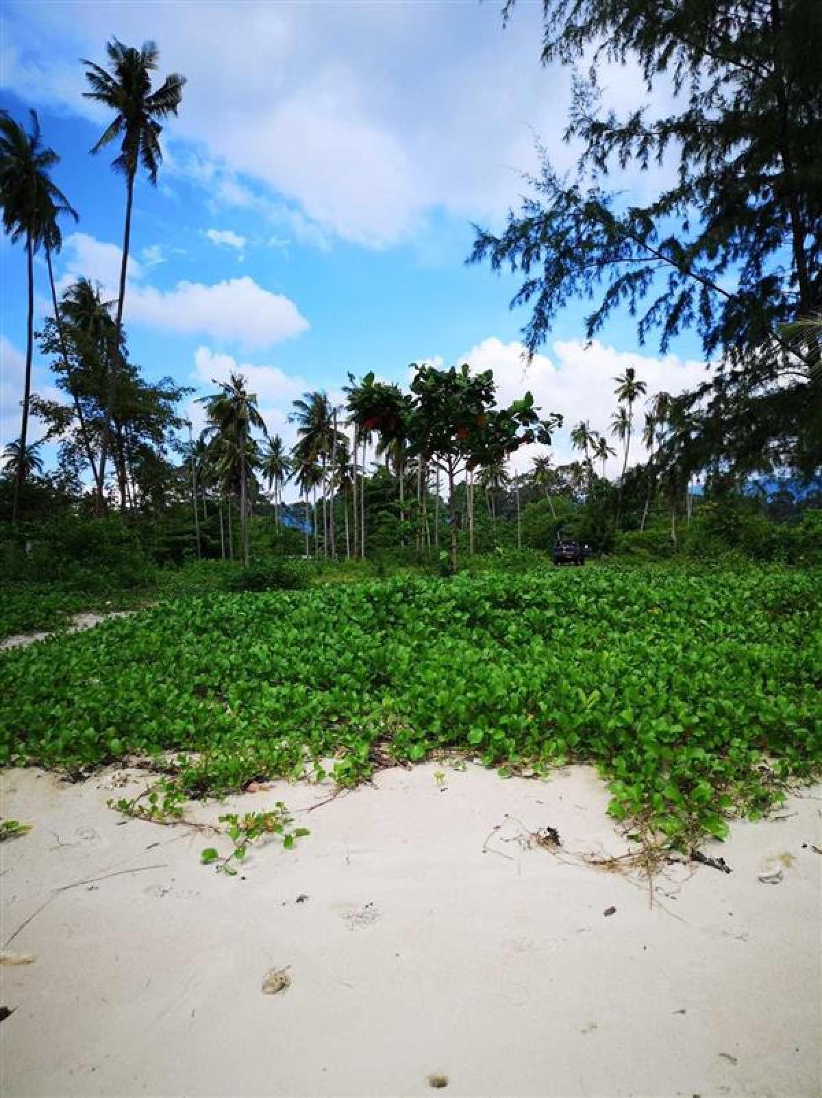 Picture of Residential Land For Sale in Koh Samui, Chumphon, Thailand
