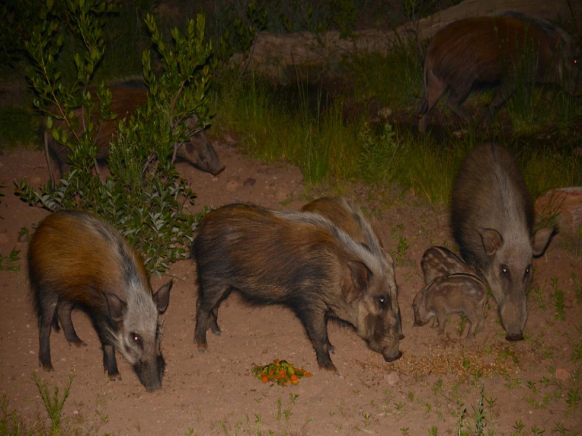 , Vaalwater, Limpopo, South Africa Residential Land For Sale at