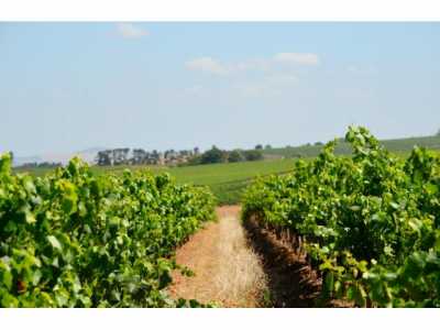 Commercial Farms For Sale in 
